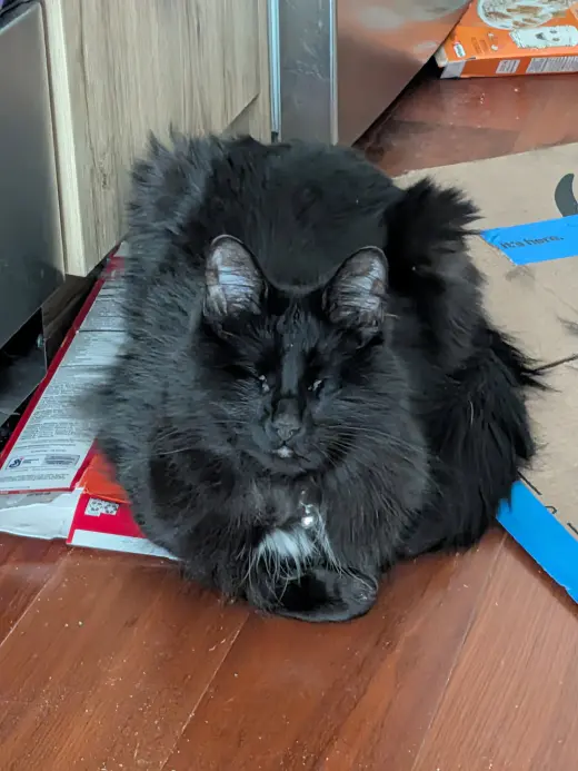 Fang