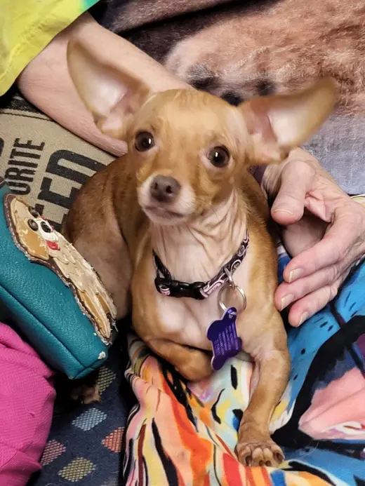 Pennie