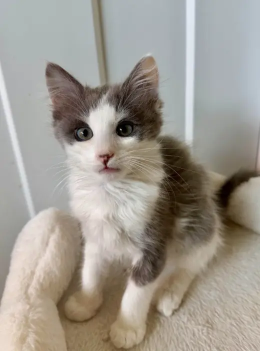 Louie