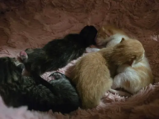 Kitten2