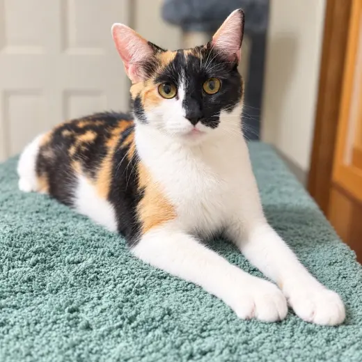 Bonnie