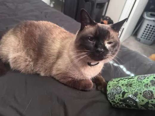 Oliver the Seal Point Siamese
