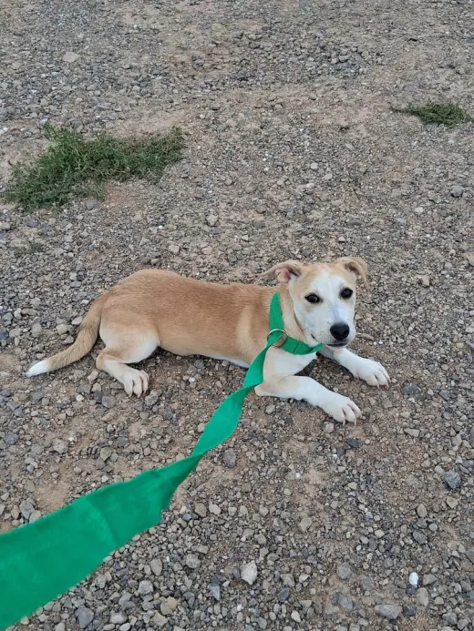 Coco