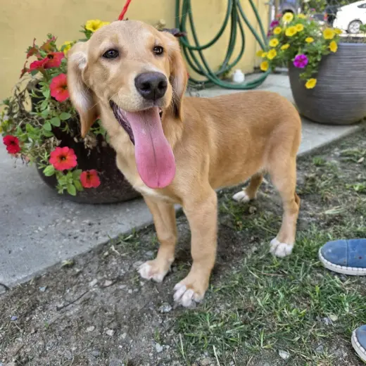 Alma