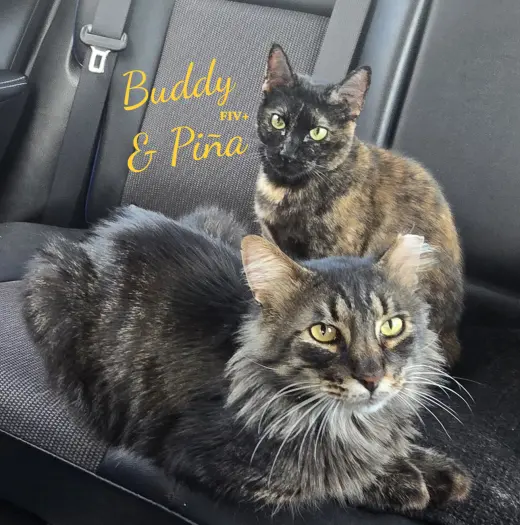Buddy & Pina #bonded-pair