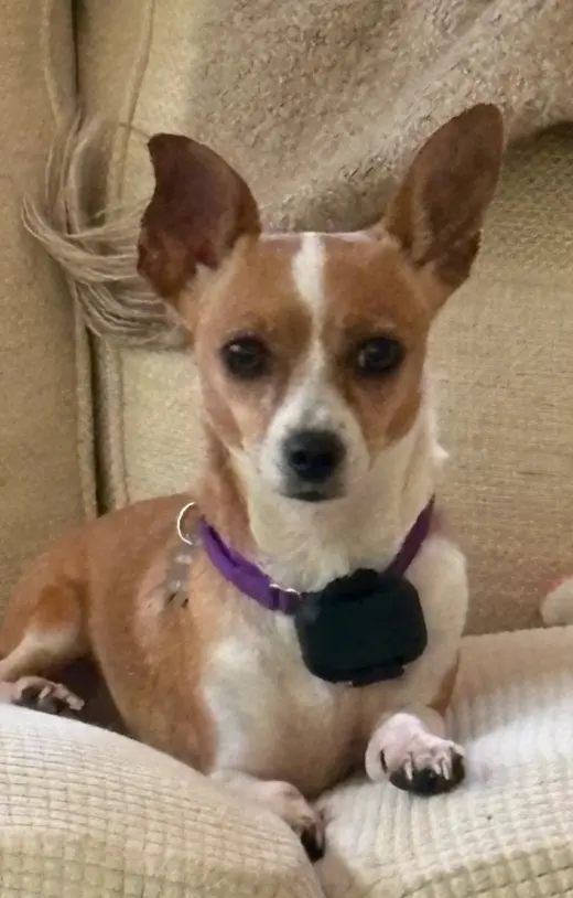 Dolly Chi