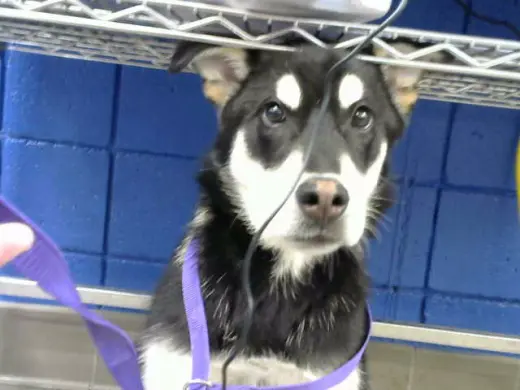 KODA
