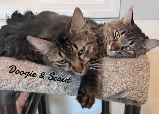 Doogie & Scout