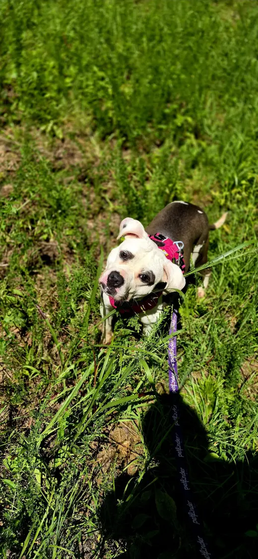 Nala in Powhatan VA