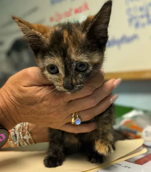 Jessie: Not at the shelter (Cybil)