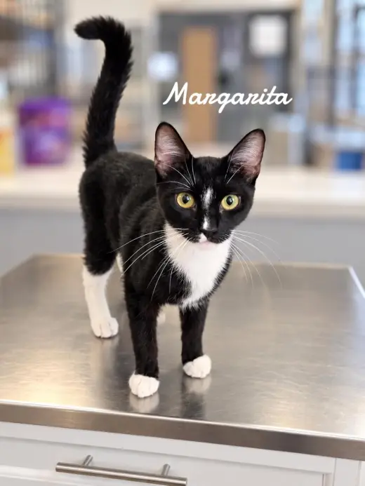 Margarita