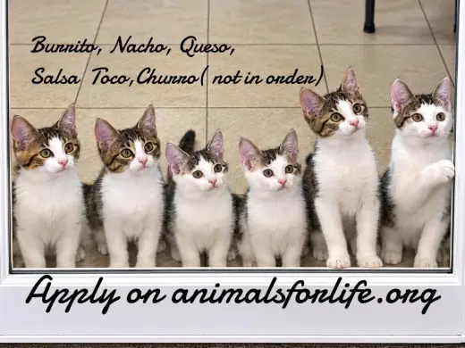 Nacho