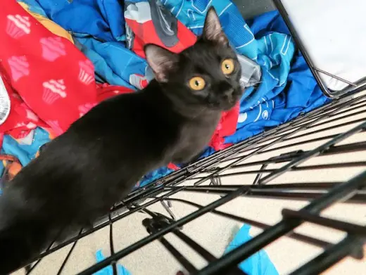ONYX