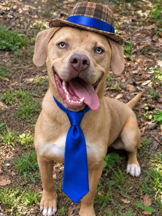 GOLDEN LAB, YELLOW LAB MIX