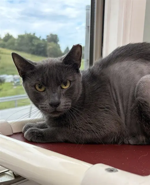 JUNIPER