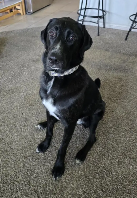 Alfie- In Foster