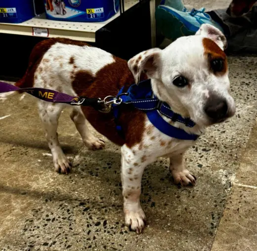 Sam2 *Adopt or Foster*