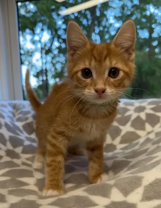 Ernie * IN FOSTER *