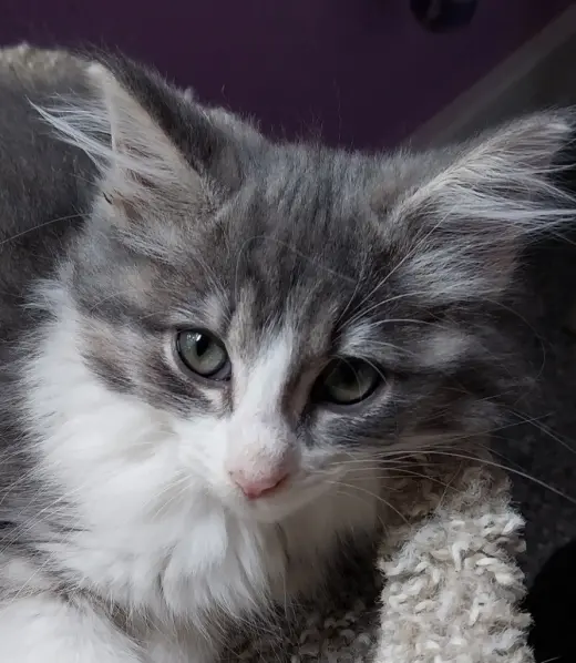 Muffin * IN FOSTER *
