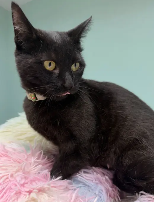Shadow * IN FOSTER *