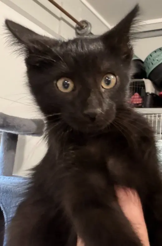 Nori * IN FOSTER *