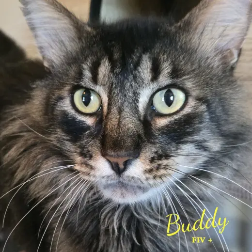 Buddy #bonded-to-Pina