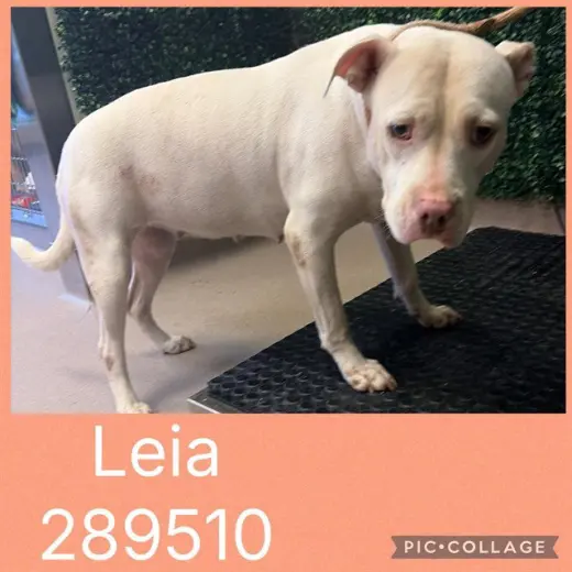 LEIA