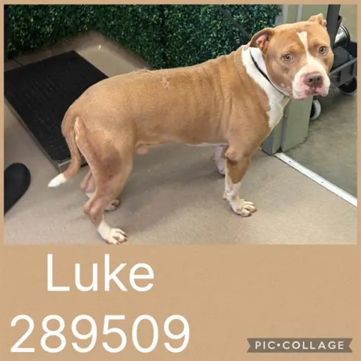 LUKE