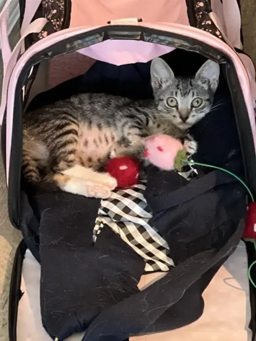 HARPURRR