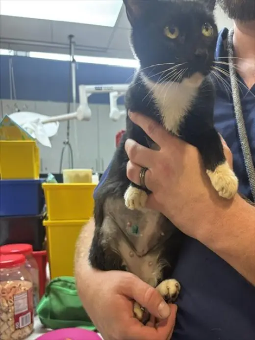 CLEOPATRA