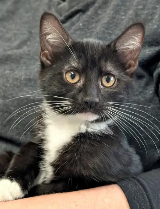 TINA