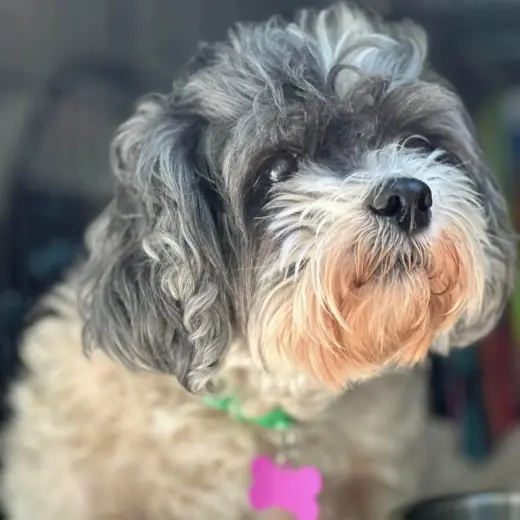 Maggie