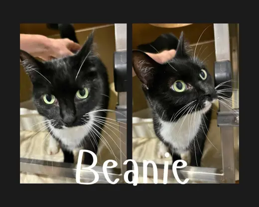 Beanie- front declawed