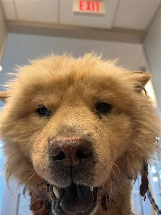 MUFASA