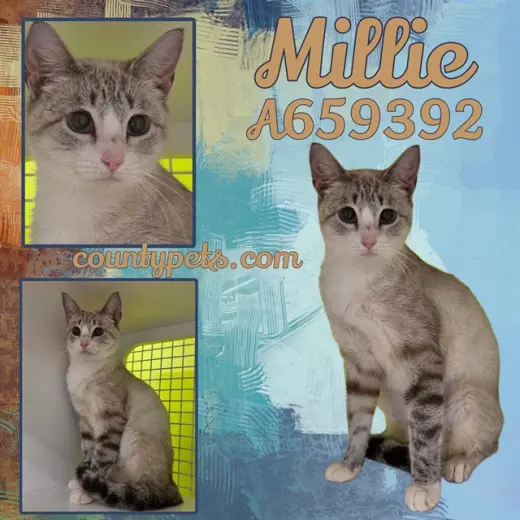 MILLIE