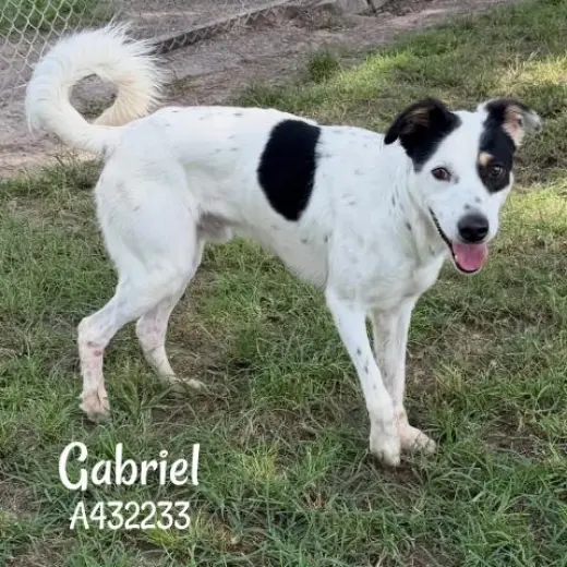 GABRIEL