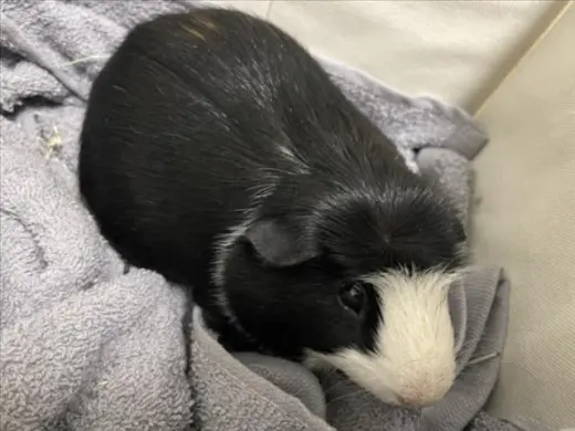 MOOCHIE