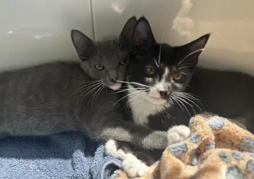 Oreo