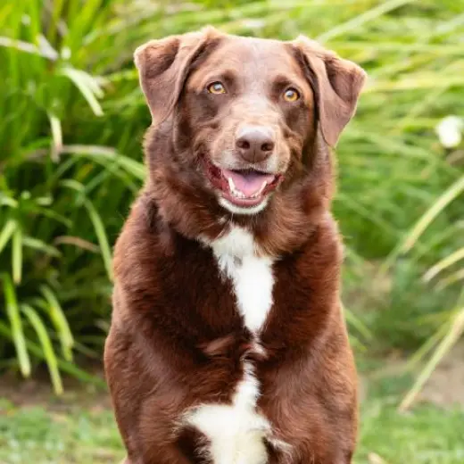 BO