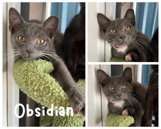 Obsidian- silo