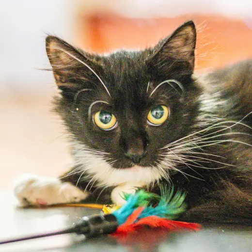 Agatha Kitty