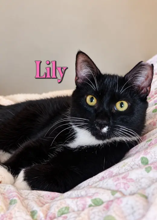 Lily