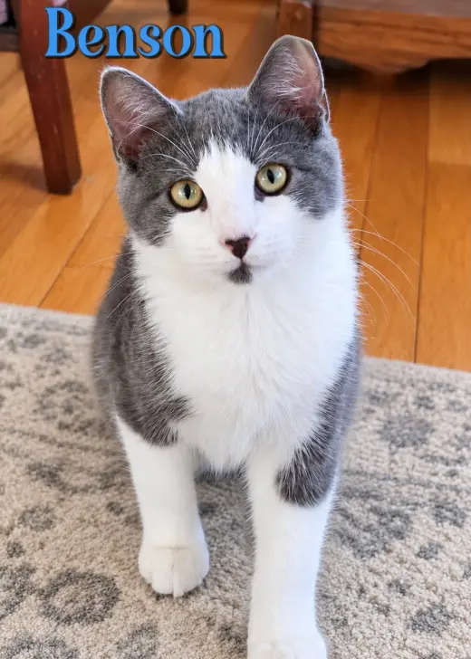 Benson