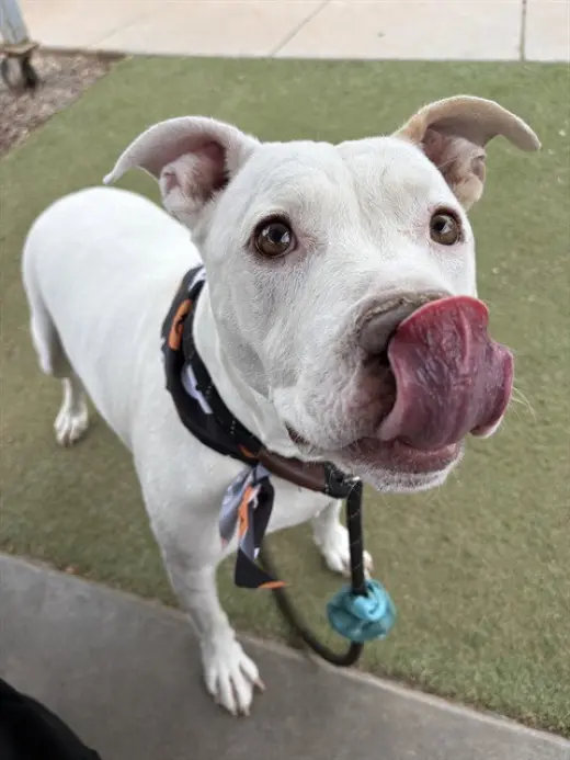 KONA