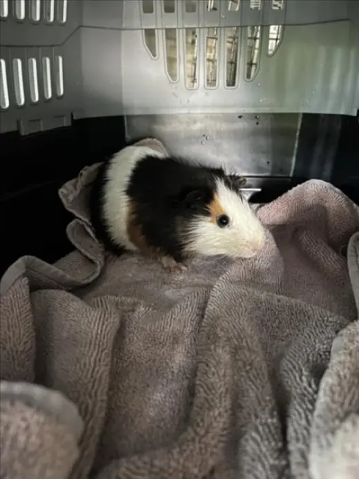 *PEANUT
