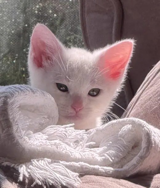 Finlay- In Foster Ask for an Appointment