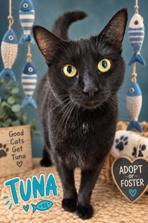 Tuna aka Tiny (FCID# 06/12/2024 - 37 Trainer)