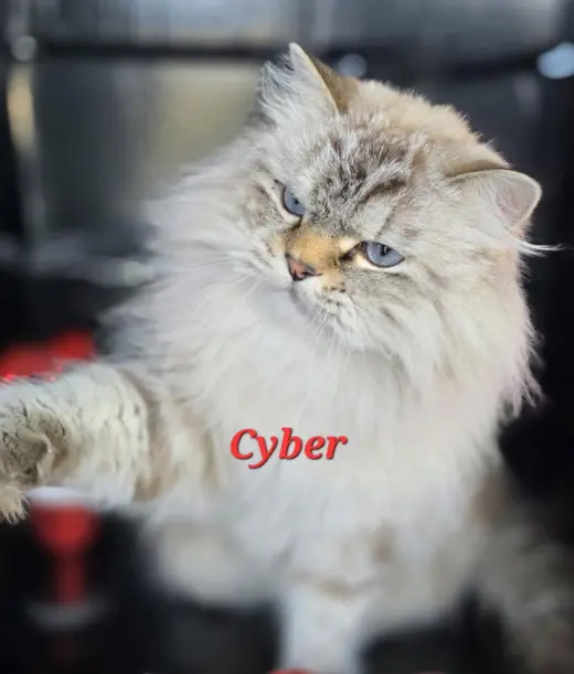 Cyper