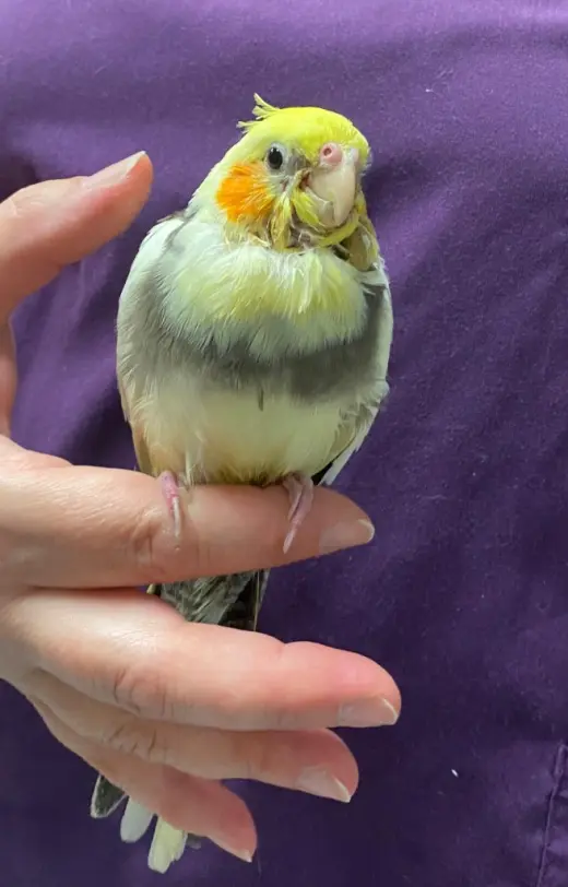 Cheerio