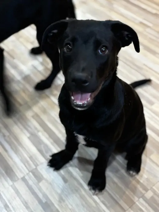 Bo